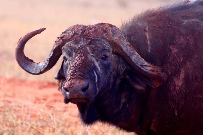 
A Day Safari To Tsavo East National Park From Mombasa