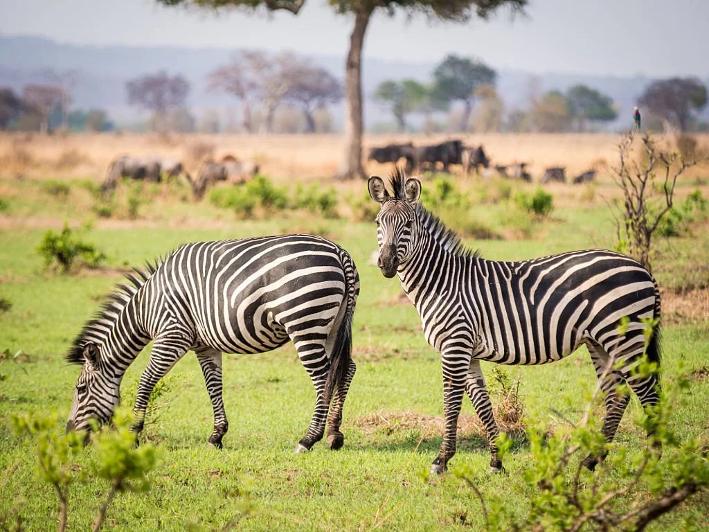 
1 Day Mikumi National Park Safari