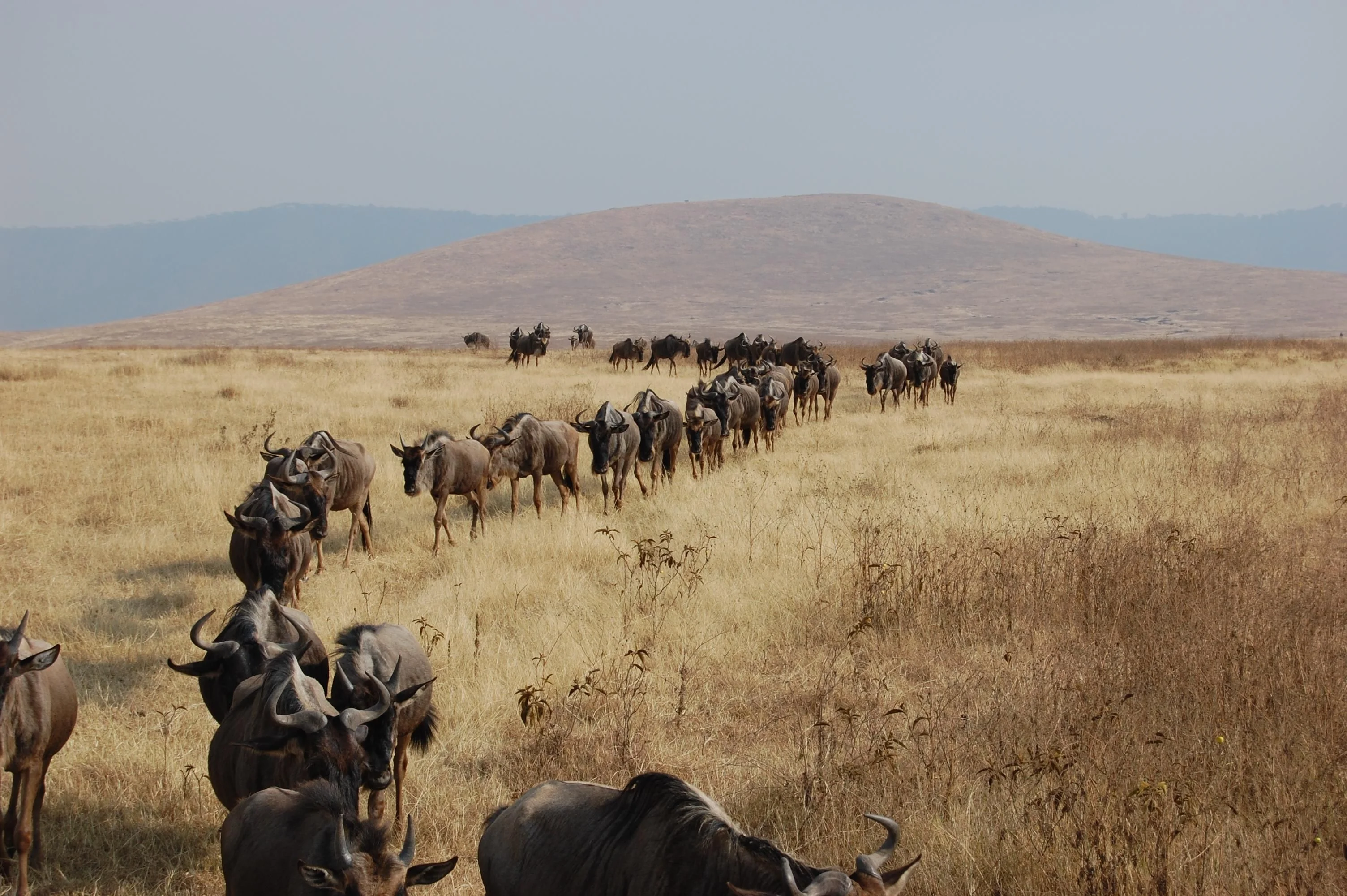 
7 Days Bush Safari Package In Kenya