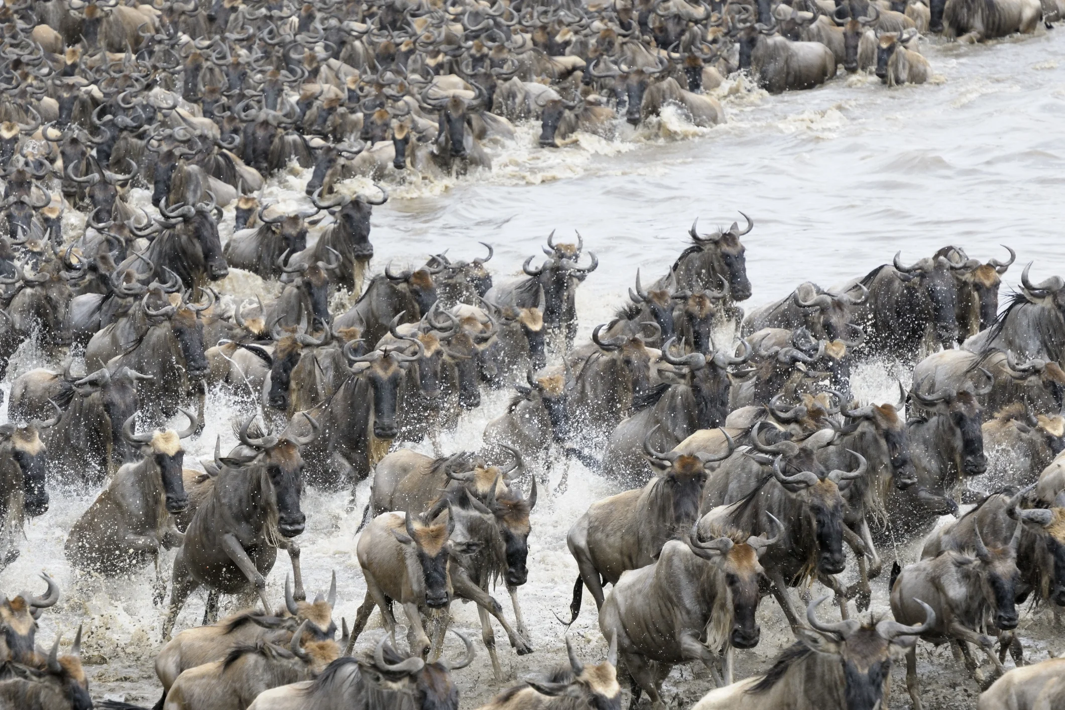 
The Great Wildebeest Migration Photography Kenya Safari