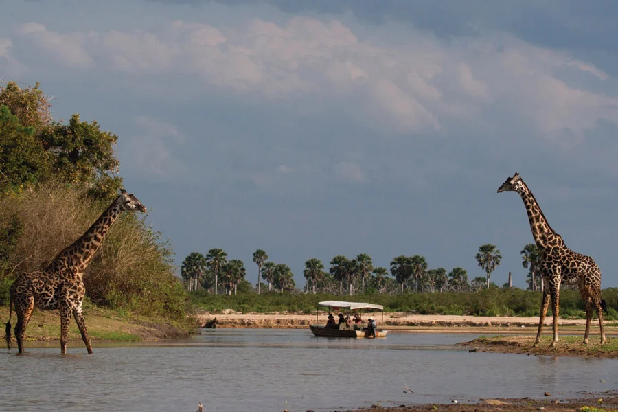 
1 Day Nyerere National Park Safari