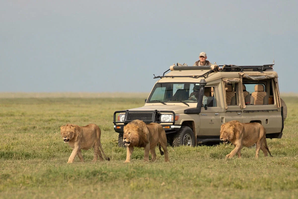 
10 Days 9 Nights Best Of Kenya And Tanzania Wildlife Safari