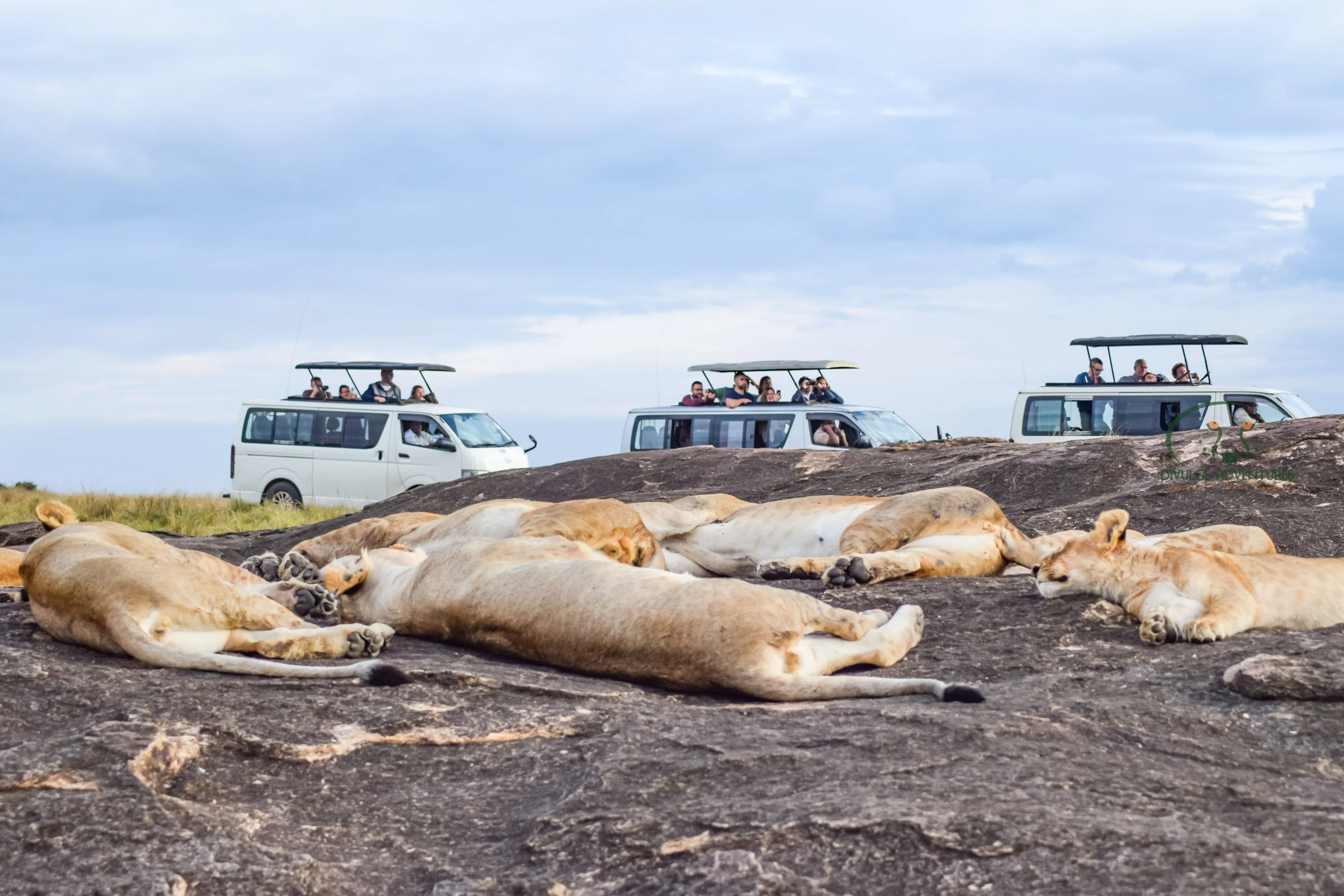 
3 Days 2 Nights Masai Mara Kenya Safari