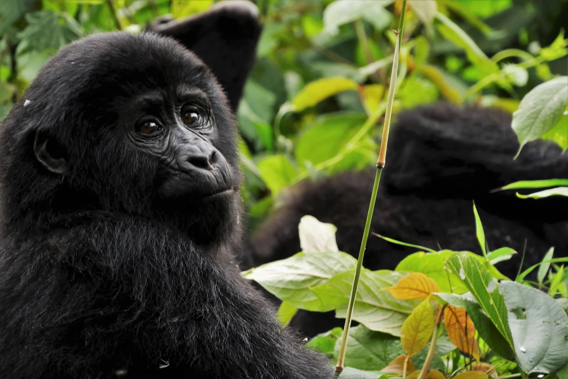 
5 Days Queen Elizabeth & Bwindi Forest, Uganda