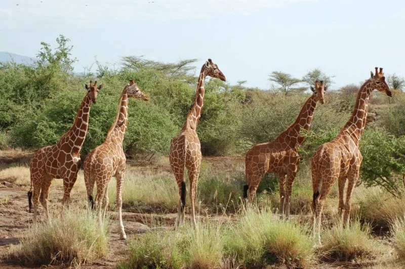 
3 Days 2 Nights; Samburu Magical North