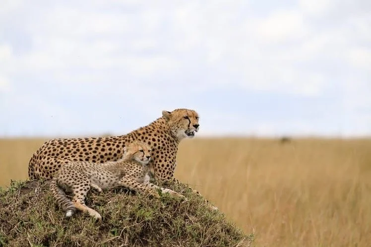 
4 Days Masai Mara Safari Kenya Experience