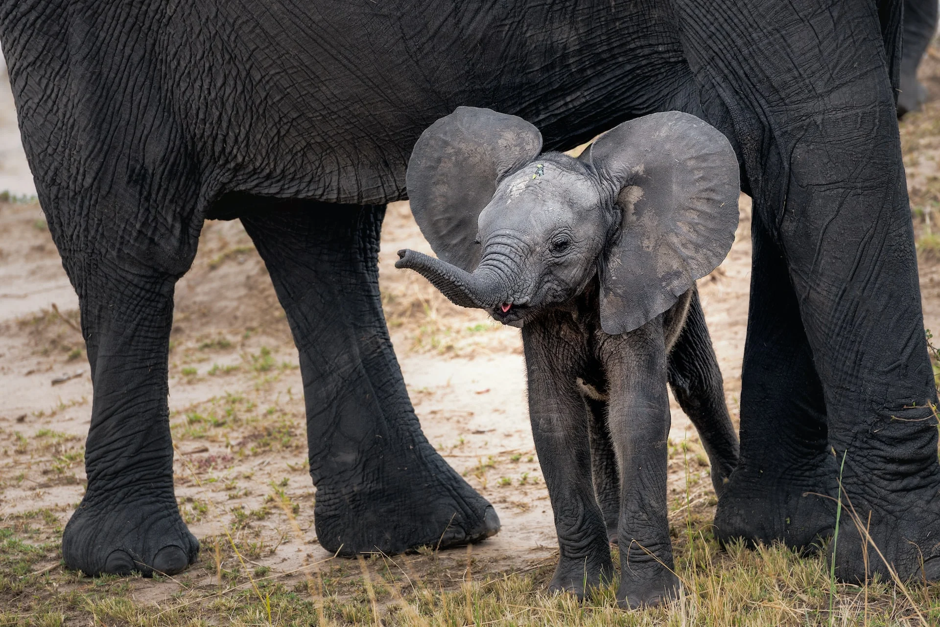 
5 Days Nyerere National Park (Selous) & Mikumi National Park Safari