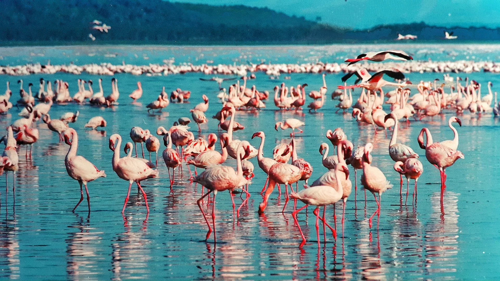 
4 Days 3 Nights Lake Nakuru National Park & Masai Mara Classic Safari