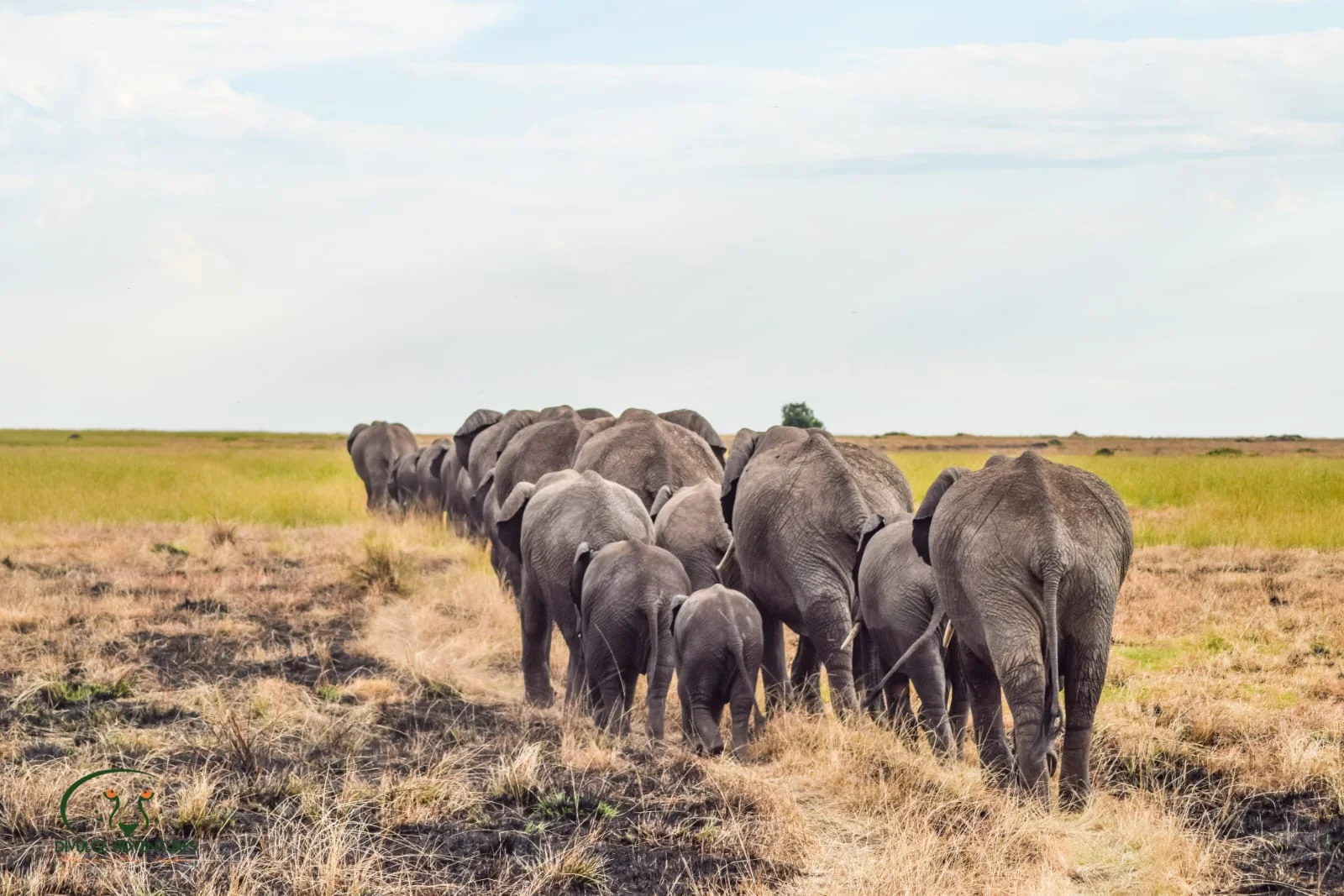 
2 Days 1 Night Amboseli National Park