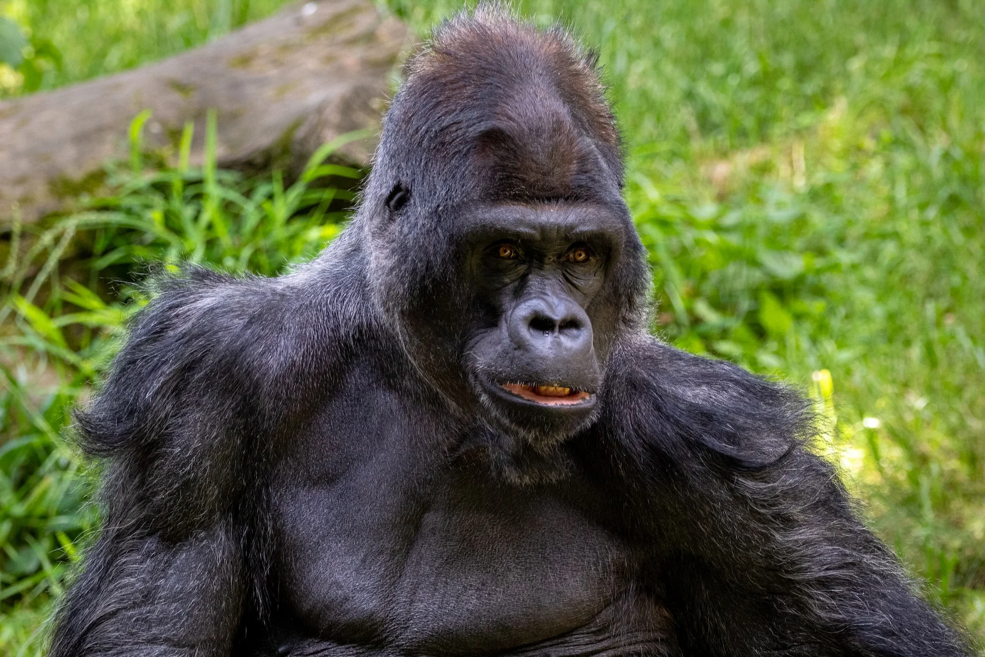 
9 Days Gorilla Trek & Wildlife Experience