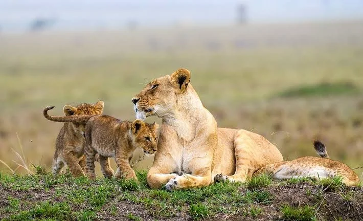 
7 Days 6 Nights Kenya Classic Luxury Safari Nairobi