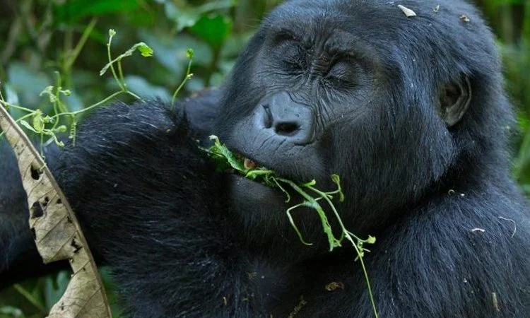 
5 Days Uganda Gorilla Trekking