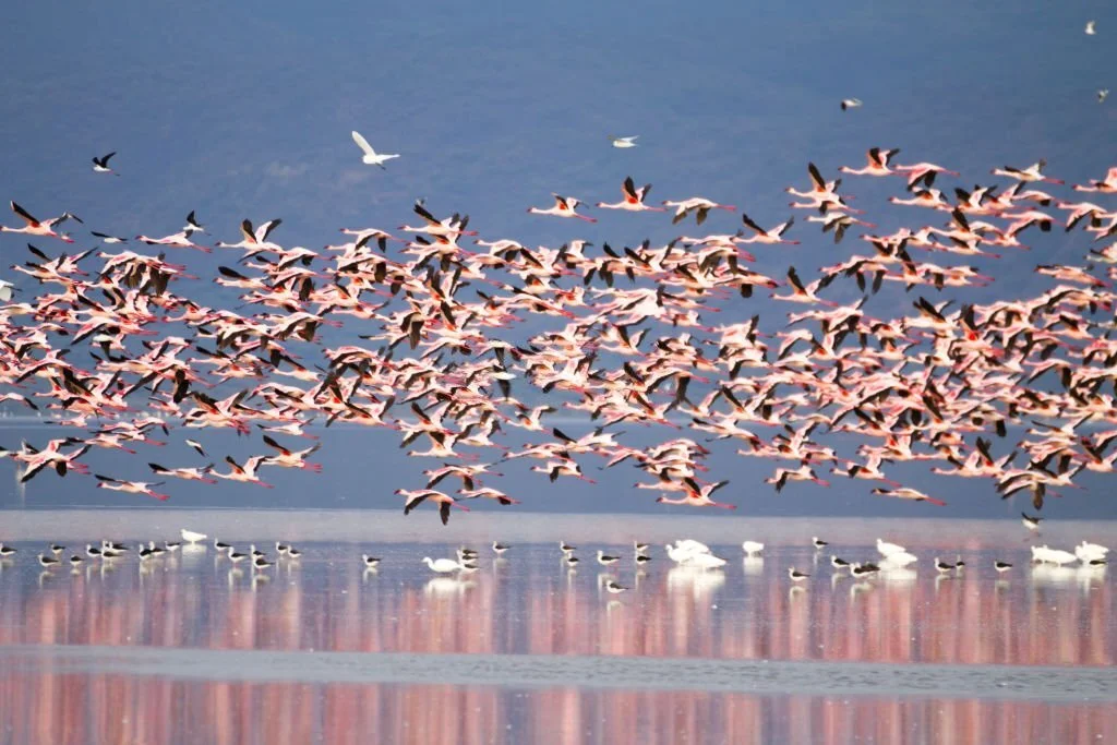 
1 Day Lake Manyara National Park Safari