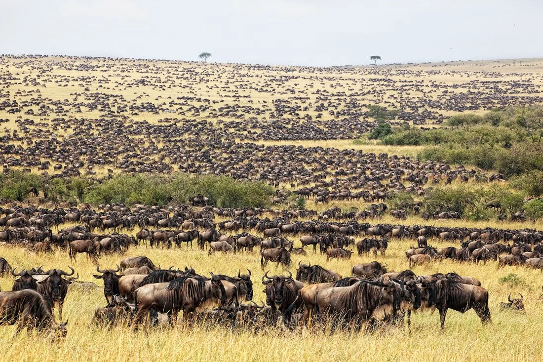 
Masai Mara Migration Luxury Kenya Safari