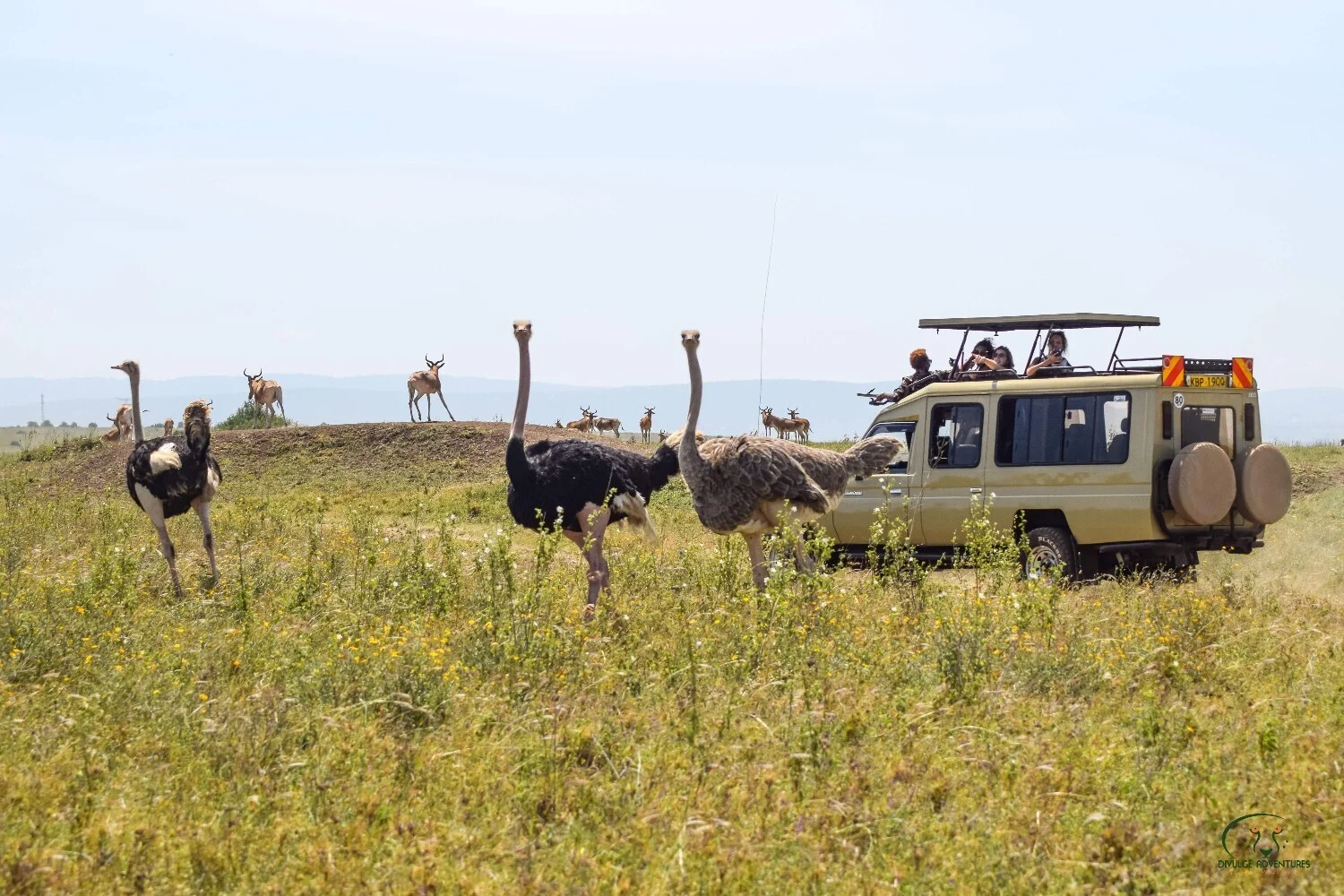 
Nairobi National Park Afternoon Safari