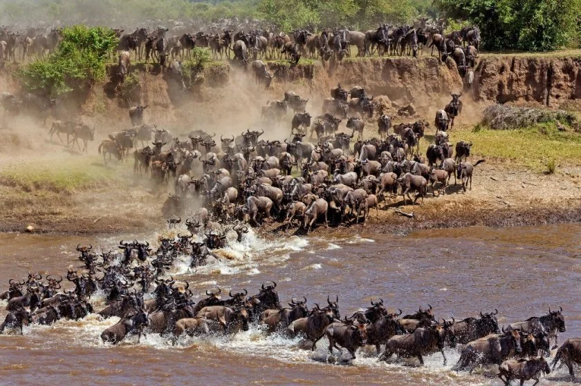 
3 Great Days & 2 Memorable Nights Masai Mara Safari From Nairobi