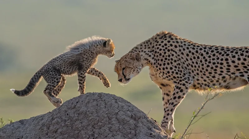 
8 Days Kenya Classic Mid Range Bush Safari