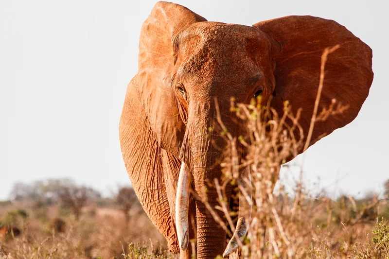 
2 Days Tsavo East National Park From Mombasa City