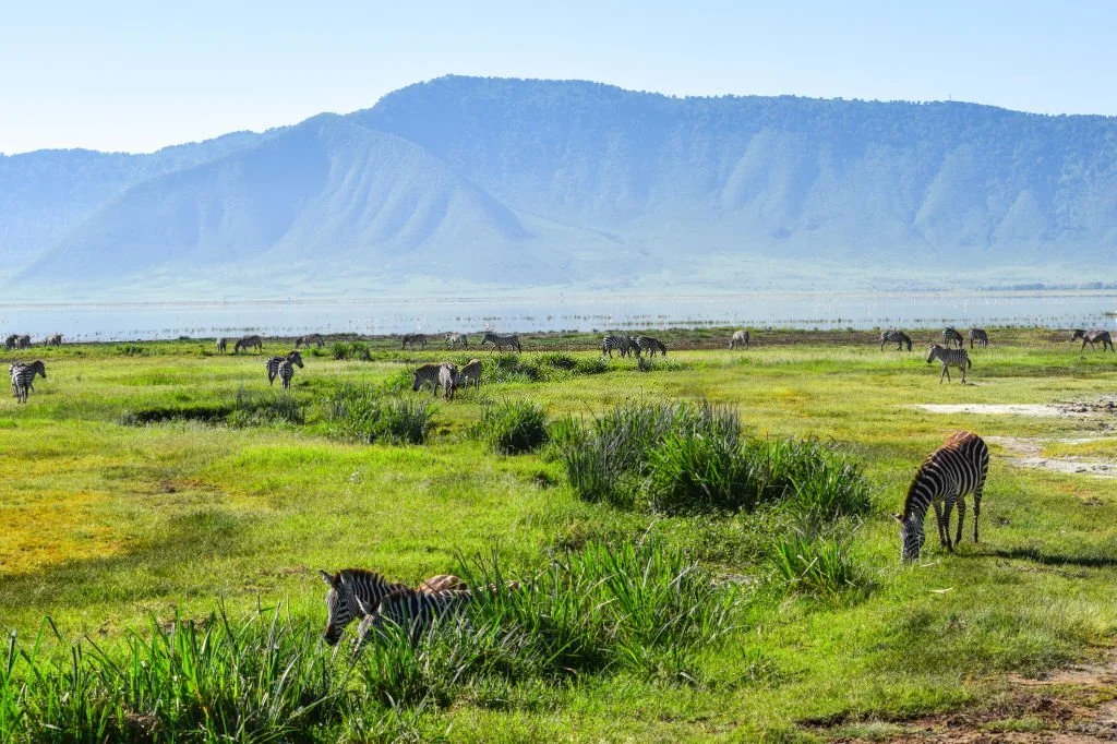 
1 Day Ngorongoro Crater Safari