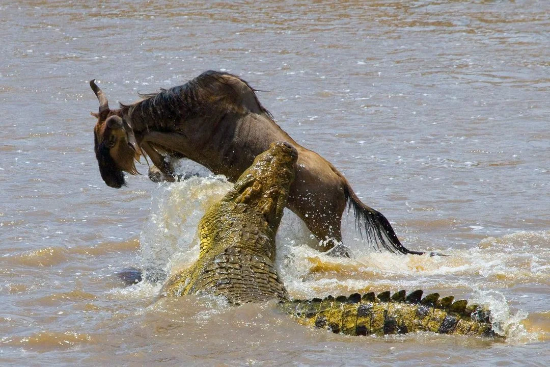 
8 Days Wildebeests Migration Photography Safari (Mara Triangle & Greater Mara)