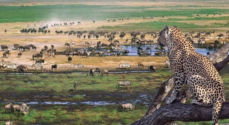 
3 Days Serengeti National Park Safari