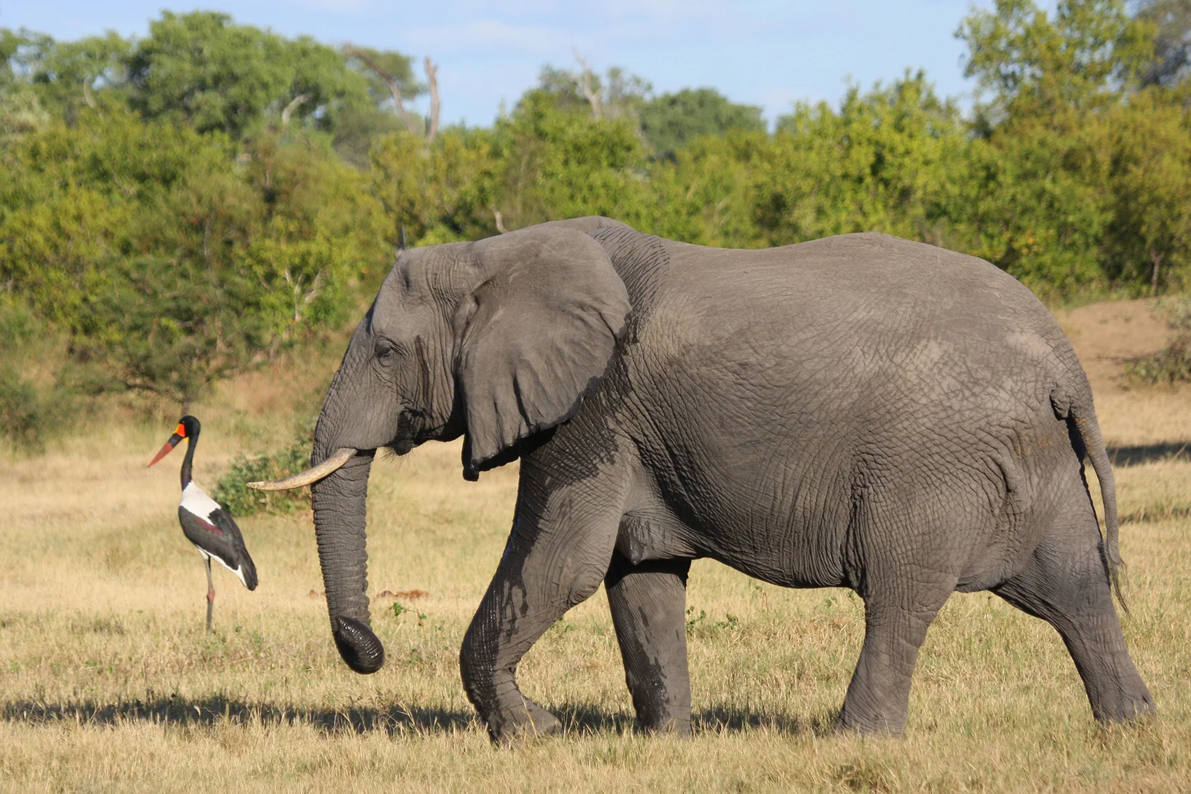 
9 Days Wildlife Photography Safari (Amboseli, Lake Nakuru & Masai Mara)